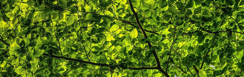 Mehr Grün für unsere Gemeinde – eine Investition, die sich auszahlt Mehr Grün für unsere Gemeinde – eine Investition, die sich auszahlt